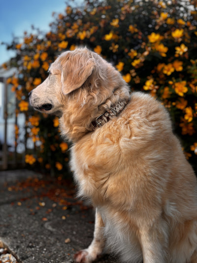 Patchy Caramel Cowhide Dog Collar